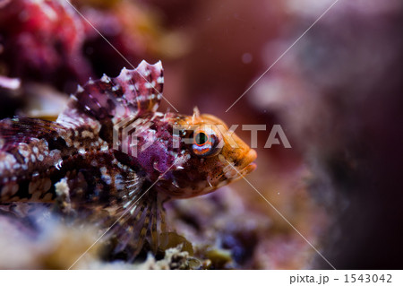 アナハゼ 1543042