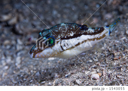 キタマクラ 1543055