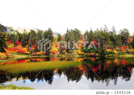 大雪山高原温泉・緑沼の紅葉 1543116