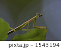 1543194