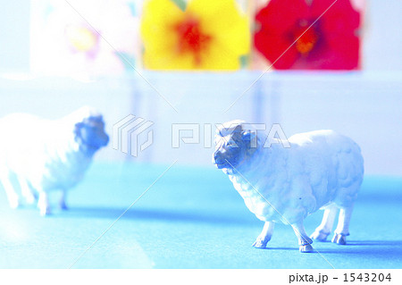 爽やかな羊さん♪ 1543204