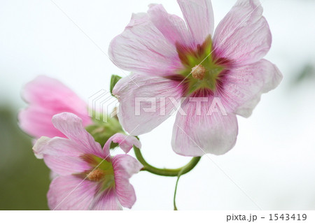 タチアオイ 1543419