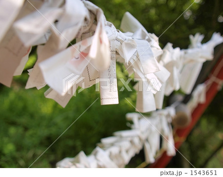 並んだおみくじ 1543651