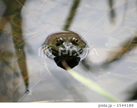 水面から顔だけ出しているウシガエルの写真素材