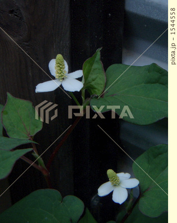 花弁もどき 1544558