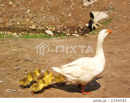 ガチョウの親子 1544585