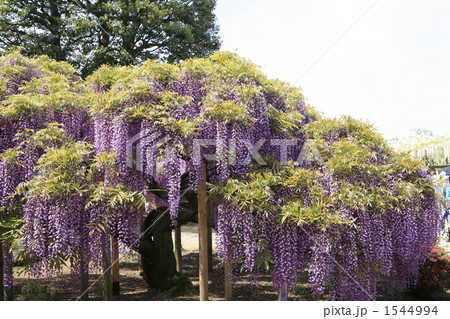 美しい江戸紫の藤 美しい江戸紫の藤 1544994