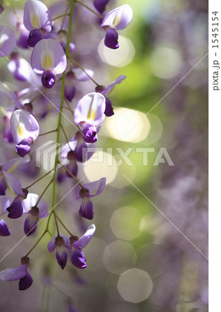 美しい長藤と光 美しい長藤と光 1545154