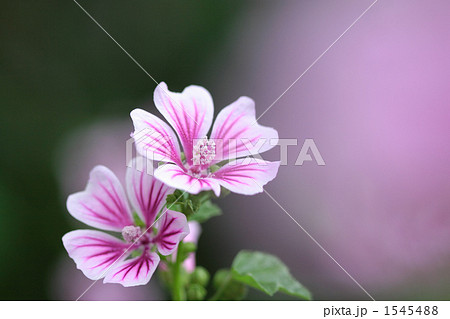 ゼニアオイの花 1545488
