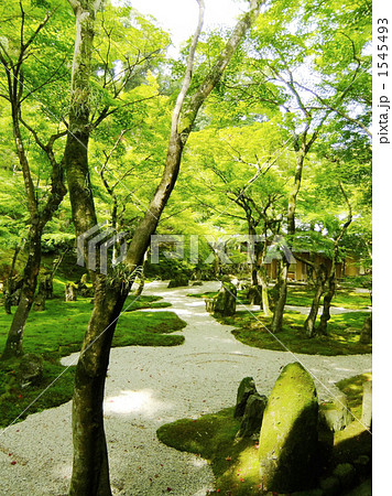 春の光明禅寺 1545493