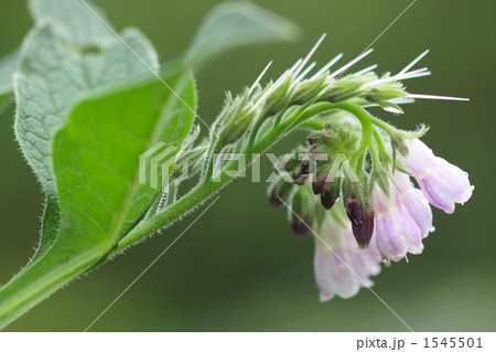 コーンフリーの花 1545501