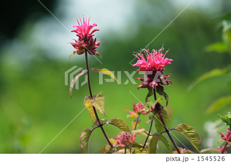 ベルガモットの花 ベルガモットの花 1545526