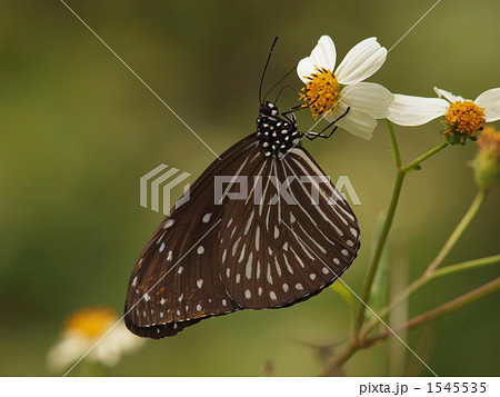 ツマムラサキマダラ♀ ツマムラサキマダラ♀ 1545535