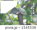 アマガエルのご挨拶 1545536