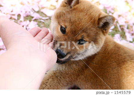 柴犬の子犬 1545579