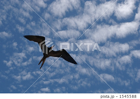 グンカンドリの飛翔 1545588