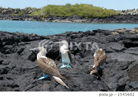 アオアシカツオドリ 1545602