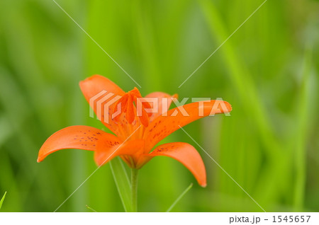 1545657