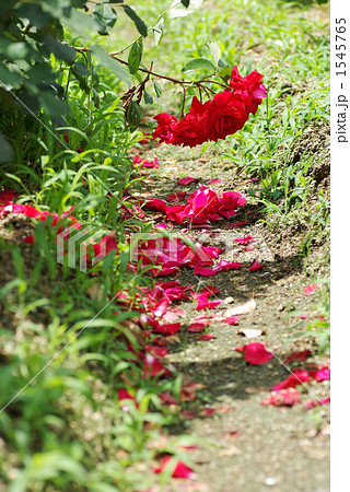 花弁を散らす赤い薔薇の写真素材