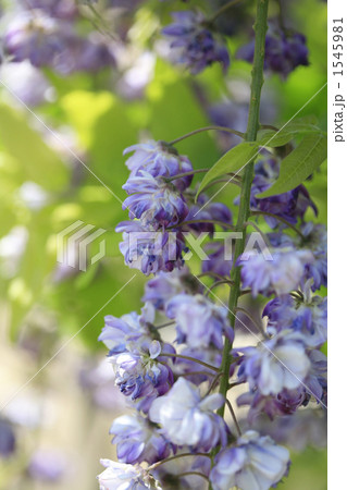 八重黒龍藤 八重黒龍藤 1545981