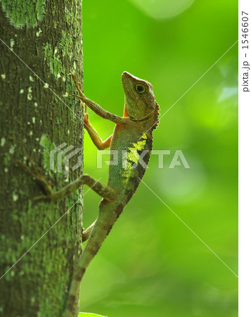 キノボリトカゲ木を登る 1546607