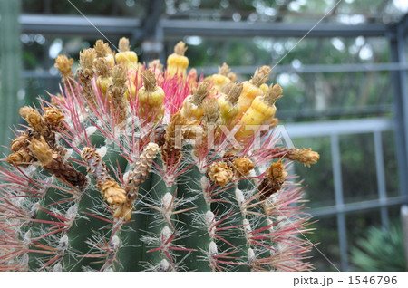 サボテンの花 1546796
