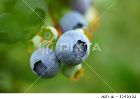 ブルーベリーの実 1546862