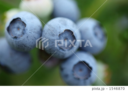 ブルーベリーの実 1546870
