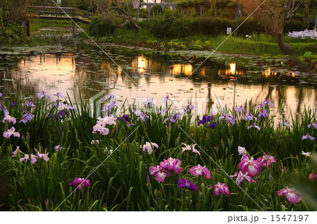 水郷のハナショウブ 1547197