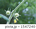 1547240