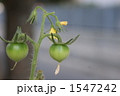 ミニトマト 1547242