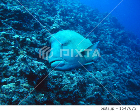 パラオのナポレオンフィッシュ パラオのナポレオンフィッシュ 1547675