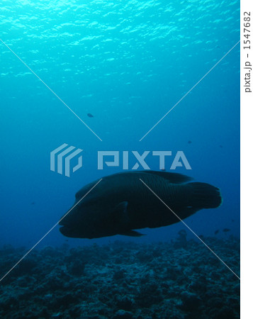 パラオのナポレオンフィッシュ 1547682