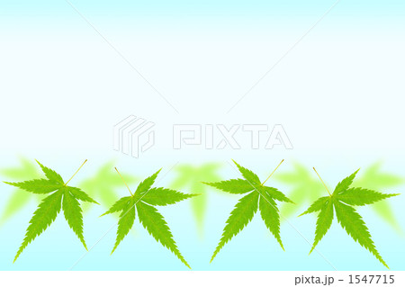カエデの葉のバックグラウンド 1547715
