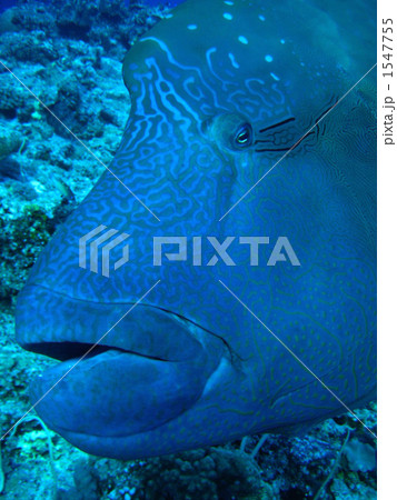 パラオのナポレオンフィッシュ 1547755