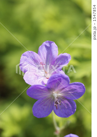 フウロソウ 1547854
