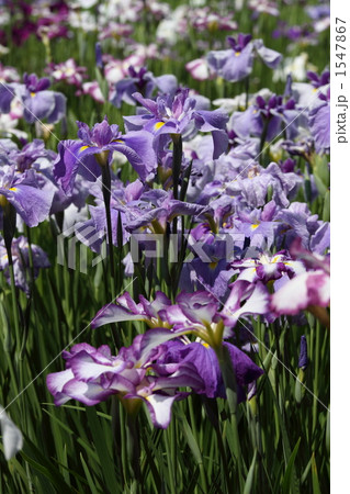 Iris 花菖蒲 (東京・小石川後楽園)  1547867