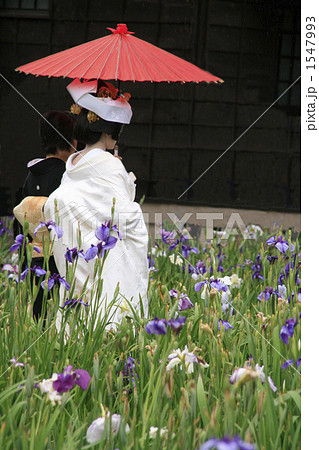 潮来花嫁さん和がさと白無垢の写真素材 潮来花嫁さん和がさと白無垢の写真素材