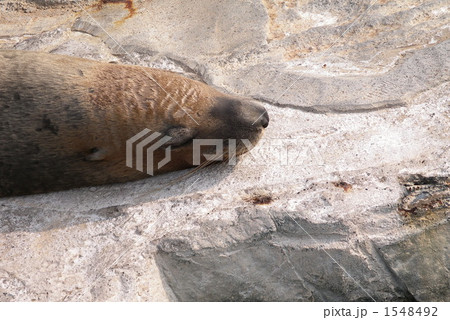 アシカの昼寝 1548492