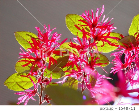 03月　トキワマンサク・マンサク科03 1548711