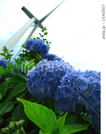 風車と紫陽花 風車と紫陽花 1548807