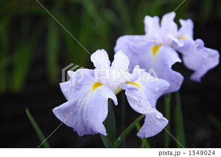 雨上がりのハナショウブ 1549024