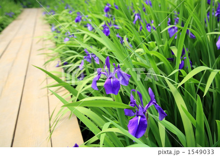 カキツバタ 1549033