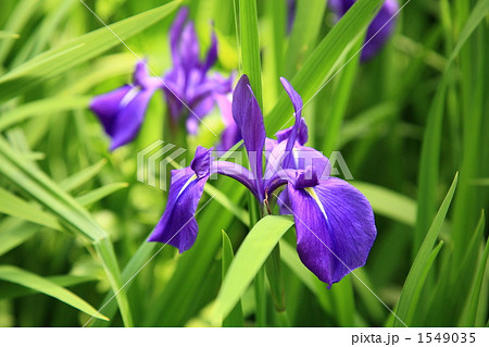 カキツバタ 1549035