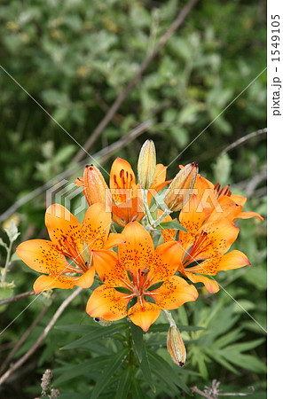 エゾスカシユリ エゾスカシユリ 1549105