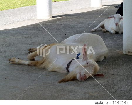 ヤギの昼寝 1549145
