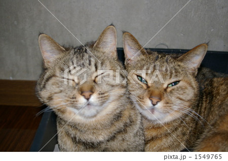 猫の親子 1549765