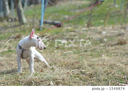 ミニチュアブルテリア ミニチュアブルテリア 1549874