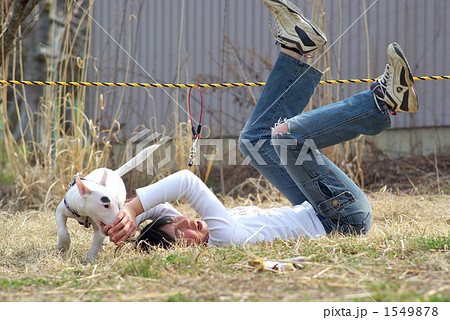 ミニチュアブルテリアと遊ぶ女の子 1549878