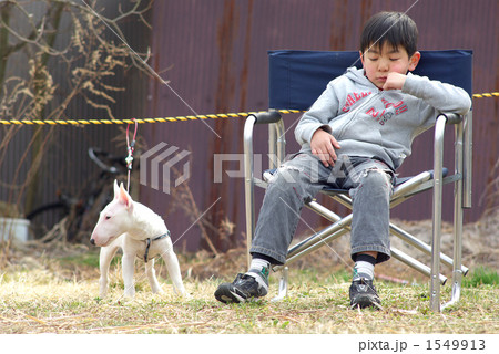ミニチュアブルテリアと男の子 1549913
